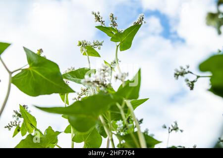 Campo di grano saraceno in fiore sotto il cielo estivo con le nuvole. . Messa a fuoco selettiva Foto Stock