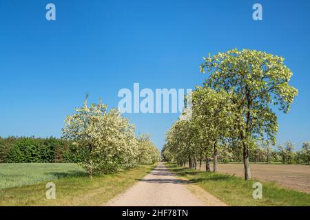 Robinienallee in fiore vicino a Magdeburg, Sassonia-Anhalt, Germania centrale, Germania, Europa Foto Stock