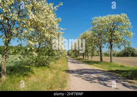 Robinienallee in fiore vicino a Magdeburg, Sassonia-Anhalt, Germania centrale, Germania, Europa Foto Stock