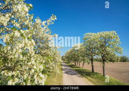 Robinienallee in fiore vicino a Magdeburg, Sassonia-Anhalt, Germania centrale, Germania, Europa Foto Stock