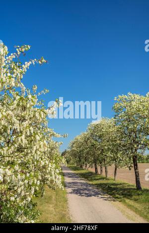 Robinienallee in fiore vicino a Magdeburg, Sassonia-Anhalt, Germania centrale, Germania, Europa Foto Stock