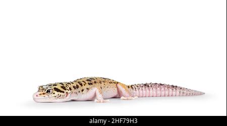 Bella Mack Snow Eclipse colorato Eublepharis macularius o Leopard Gecko, in piedi laterali vie. Isolato su sfondo bianco. Guardando dritto Ahe Foto Stock