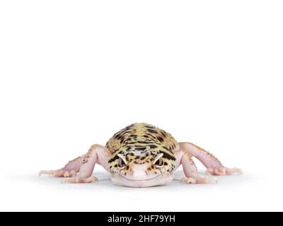 Colpo di testa di Mack Snow Eclipse colorato Eublepharis macularius o Leopard Gecko, in piedi di fronte. Isolato su sfondo bianco. Guarda Foto Stock