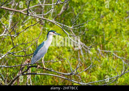 Nycticorax (Nycticorax nycticorax) visto di giorno, questi aironi chunky sembrano noiosi e letargici, con i gruppi che si siedono cacciati e immobile in alberi vicino all'acqua, diventano più attivi al crepuscolo Foto Stock