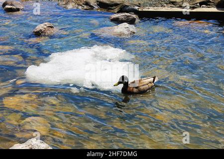 Un'anatra soletta in un laghetto poco profondo, nuotando su un po' di ghiaccio. Foto Stock