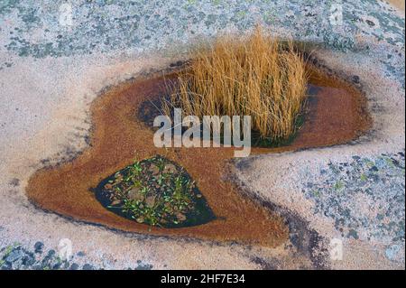 Pozzanghere, arcipelago, roccia, erba, pianta, Summer, Kleven, Smögen, Skagerrak, Bohuslän, Västra Götalands Län, Vastra Gotaland, Svezia Foto Stock