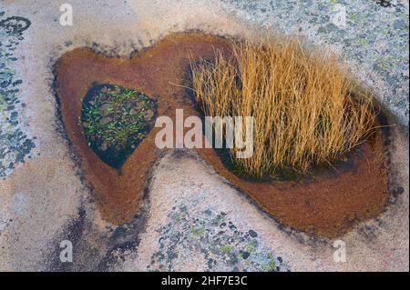 Pozzanghere, arcipelago, roccia, erba, pianta, Summer, Kleven, Smögen, Skagerrak, Bohuslän, Västra Götalands Län, Vastra Gotaland, Svezia Foto Stock