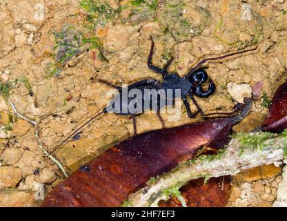 Scorpion di flagello (Uropygi, Typopeltis sp.), Sabah, Borneo, Malesia Foto Stock