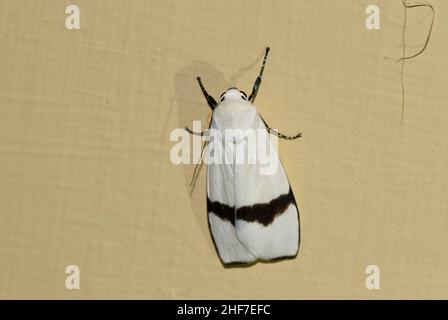 Moth, maschio, (Vamuna Remelana Moore), Parco Nazionale di Kinabalu, Sabah, Borneo, Malesia Foto Stock