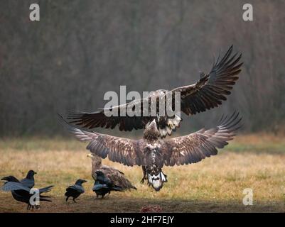 Aquila dalla coda bianca (Haliaeetus albicilla) in combattimento aereo, Polonia Foto Stock