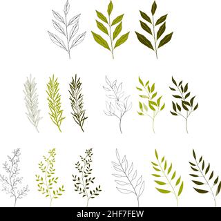 Un insieme di foglie. Silhouette di belle piante, foglie, pianta design. Illustrazione vettoriale su sfondo bianco. Illustrazione Vettoriale