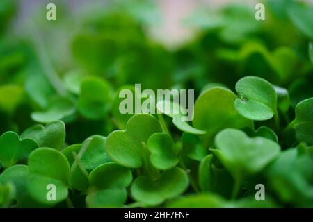 Macro foto di germogli di rucola verde fresco Foto Stock