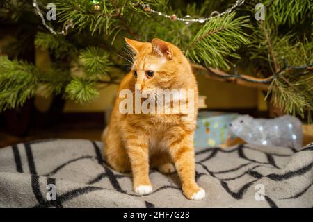 Gatto zenzero carino divertirsi sotto l'albero di Natale in serata la vigilia di Capodanno. Concetto di vacanza e animali domestici. Il gatto rosso Shortair si trova sotto la coperta Foto Stock