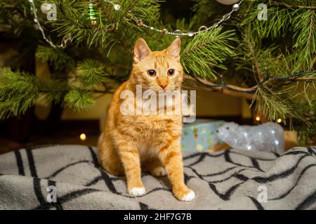 Happy Ginger gatto siede su plaid sotto l'albero di Natale con decorazioni festive la vigilia di Capodanno. Un animale domestico gode sotto l'albero del pino a casa sul copriletto dentro Foto Stock