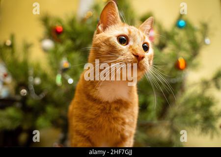 Un bel gatto rosso-bianco siede su un copriletto sotto l'albero di Natale la sera di Capodanno. Tema animali domestici accogliente vigilia di natale casa. Cat Foto Stock