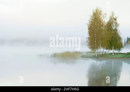 Svezia, Varmland, umore del mattino al lago Övre Brocken, alberi di betulla nella nebbia Foto Stock