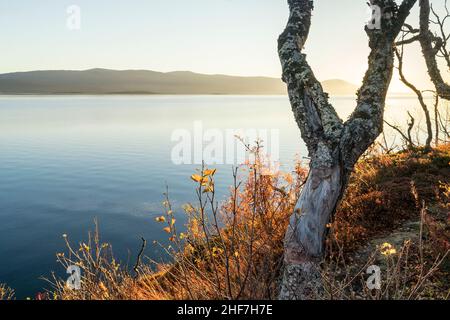 Svezia, Lapponia, paesaggio autunnale vicino Abisko, Torneträsk alla luce del mattino Foto Stock