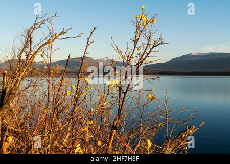 Svezia, Lapponia, paesaggio autunnale vicino Abisko, Torneträsk alla luce del mattino Foto Stock