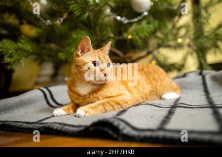 Happy Ginger gatto siede su plaid sotto l'albero di Natale con decorazioni festive la vigilia di Capodanno. Un animale domestico gode sotto l'albero del pino a casa sul copriletto dentro Foto Stock