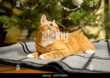 Un bel gatto rosso-bianco siede su un copriletto sotto l'albero di Natale la sera di Capodanno. Tema animali domestici accogliente vigilia di natale casa. Cat Foto Stock