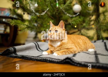 Happy Ginger gatto siede su plaid sotto l'albero di Natale con decorazioni festive la vigilia di Capodanno. Un animale domestico gode sotto l'albero del pino a casa sul copriletto dentro Foto Stock