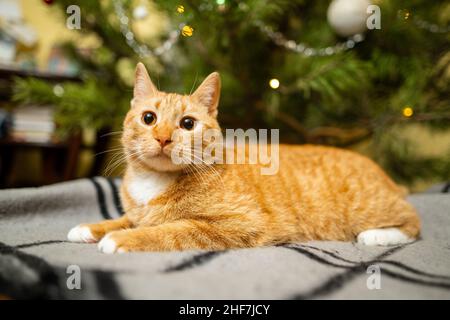 Un bel gatto rosso-bianco siede su un copriletto sotto l'albero di Natale la sera di Capodanno. Tema animali domestici accogliente vigilia di natale casa. Cat Foto Stock