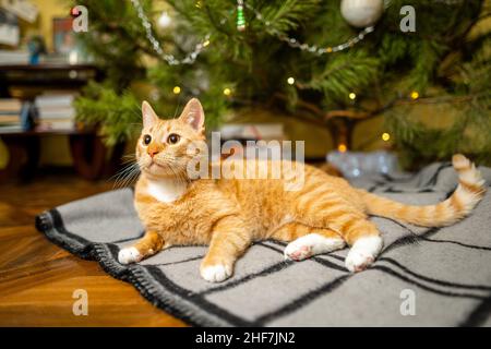 Happy Ginger gatto siede su plaid sotto l'albero di Natale con decorazioni festive la vigilia di Capodanno. Un animale domestico gode sotto l'albero del pino a casa sul copriletto dentro Foto Stock