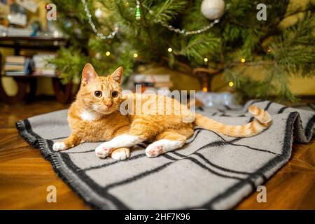 Happy Ginger gatto siede su plaid sotto l'albero di Natale con decorazioni festive la vigilia di Capodanno. Un animale domestico gode sotto l'albero del pino a casa sul copriletto dentro Foto Stock