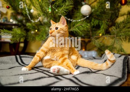 Un bel gatto rosso-bianco siede su un copriletto sotto l'albero di Natale la sera di Capodanno. Tema animali domestici accogliente vigilia di natale casa. Cat Foto Stock