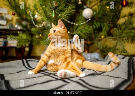 Happy Ginger gatto siede su plaid sotto l'albero di Natale con decorazioni festive la vigilia di Capodanno. Un animale domestico gode sotto l'albero del pino a casa sul copriletto dentro Foto Stock