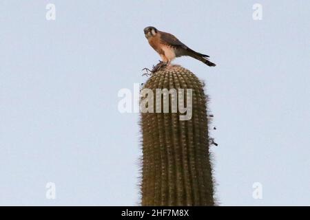 Kestrel americano che mangia un uccello Foto Stock