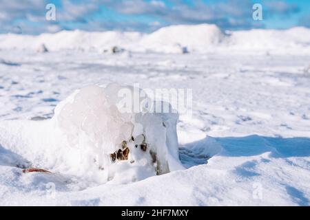 Incredibile paesaggio invernale di frangiflutti in legno intemperiato ricoperti di ghiaccio sulla spiaggia della costa marina. Spazio di copia, primo piano. Foto Stock
