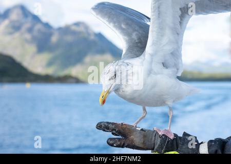 Norvegia, Nordland, Lofoten, Aringa Gull (Larus argentatus) Foto Stock