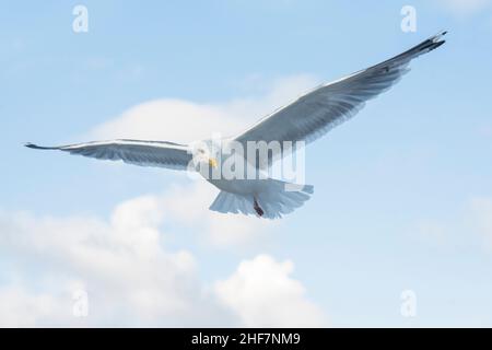 Norvegia, Nordland, Lofoten, Aringa Gull (Larus argentatus) Foto Stock