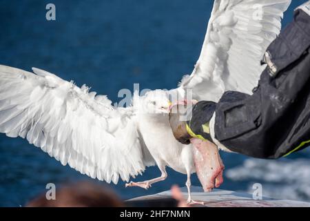 Norvegia, Nordland, Lofoten, Aringa Gull (Larus argentatus) Foto Stock