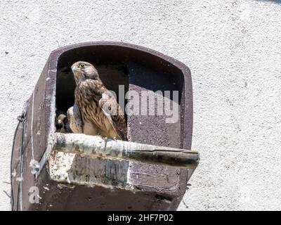 Germania, Baden-Wuerttemberg, gheppio giovane, in scatola di nidificazione. Falco tinnunculus. Foto Stock