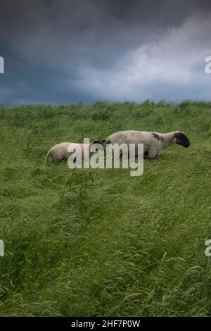 Una pecora con agnello su una diga a Friburgo in bassa Sassonia, Germania. Foto Stock