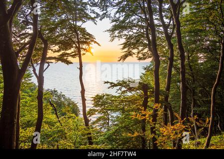 Vordingborg, faggi sulla cima delle scogliere di gesso di Moens Klint a Moens Klint, Moen, Danimarca Foto Stock