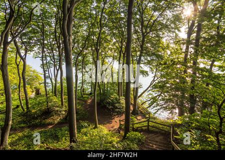 Vordingborg, strada sulla cima di Moens Klint gesso scogliere, faggi a Moens Klint, Moen, Danimarca Foto Stock