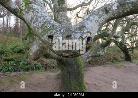 Un ramo attorcigliato di un albero che assomiglia ad un serpente, o ad un orso di kola, appare irreale, bizzarro, inusionale, strano, strano, freakish, unearly, dreamlike Foto Stock