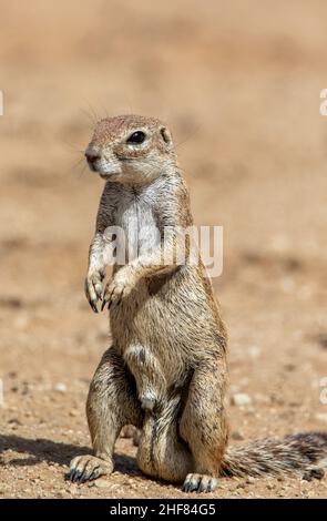 Scoiattolo a terra maschile nel Kgalagadi Foto Stock