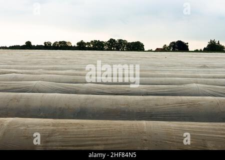 Campo di asparagi, coperto, Schrobenhausen, isolamento termico, film termico Foto Stock
