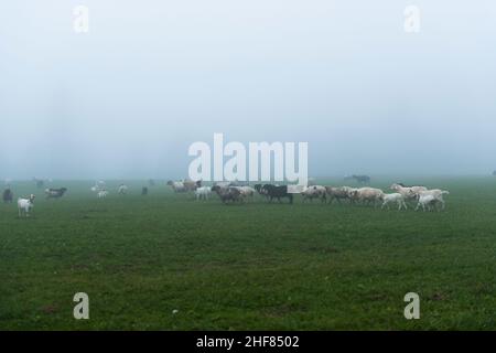 Nebbia paesaggio, alta Baviera, capre e pecore nella nebbia Foto Stock