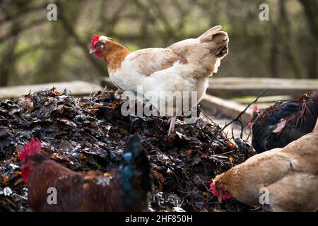 polli felici, azienda agricola biologica, gamma gratuita Foto Stock