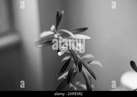 Rami di oliva, bianco e nero Foto Stock