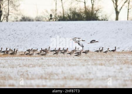 Oche grigielag (Anser anser), sorvolando un prato, Baviera, Germania Foto Stock