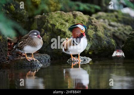 Anatra mandarino (Aix galericulata), coppia che riposa al bordo dell'acqua, Baviera, Germania Foto Stock