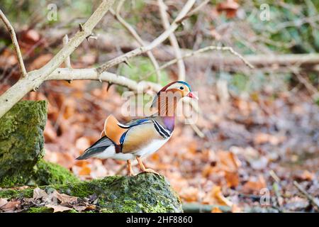 Anatra mandarino (Aix galericulata), sorge su una pietra, Baviera, Germania Foto Stock