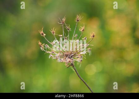 Carota selvatica (Daucus carota subsp. Carota), umbel, Baviera, Germania Foto Stock