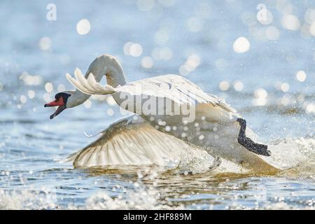 Mute cigno (Cygnus olor), che inizia a sibilare, Baviera, Germania Foto Stock